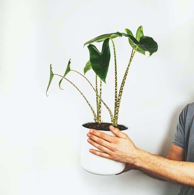 Alocasia