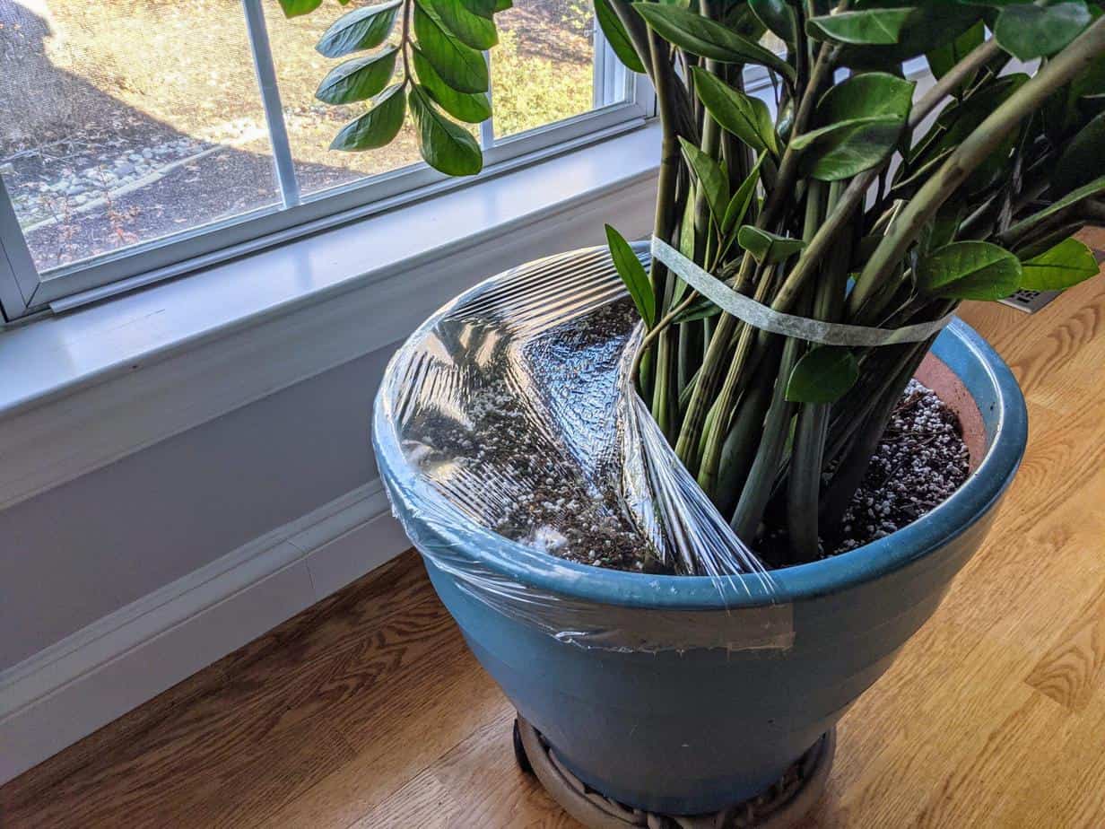 This image demonstrates the application of cling wrap to baby proof a houseplant.