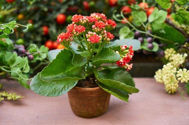 Kalanchoe