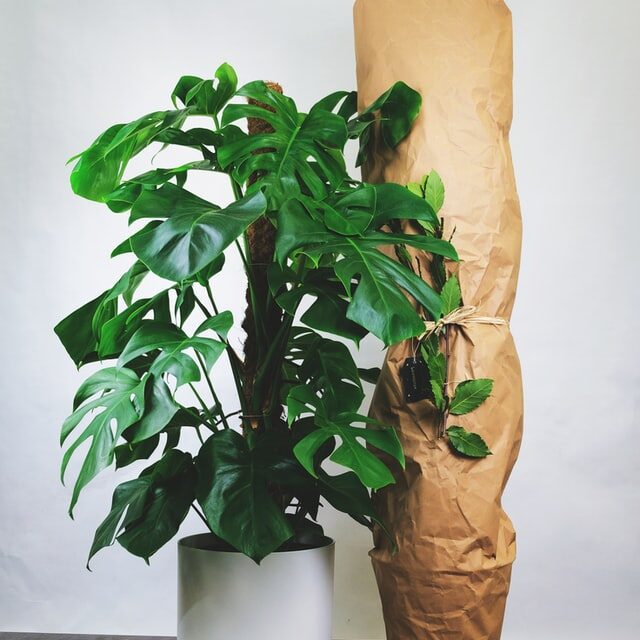 Monstera deliciosa, one of the nest west facing window plants.