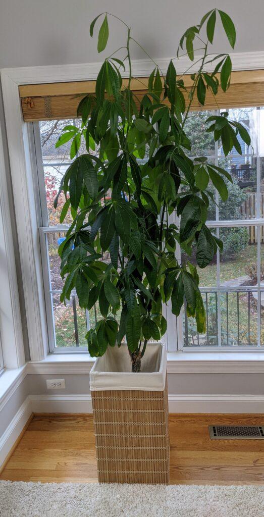 Money Tree Pruning