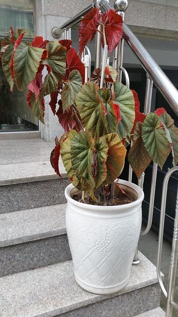 Polka dot begonia