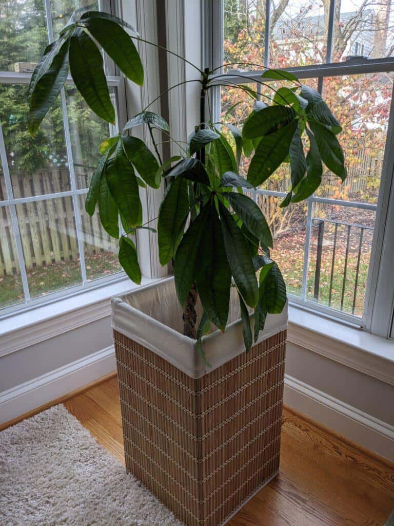 pruned money tree