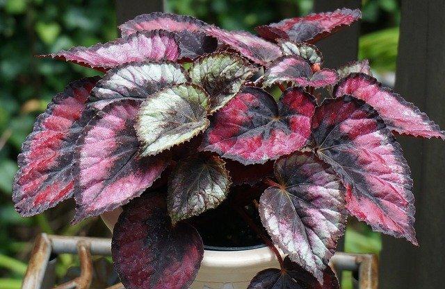 Rex begonia make excellent north facing window plants.