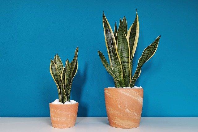 Snake plant