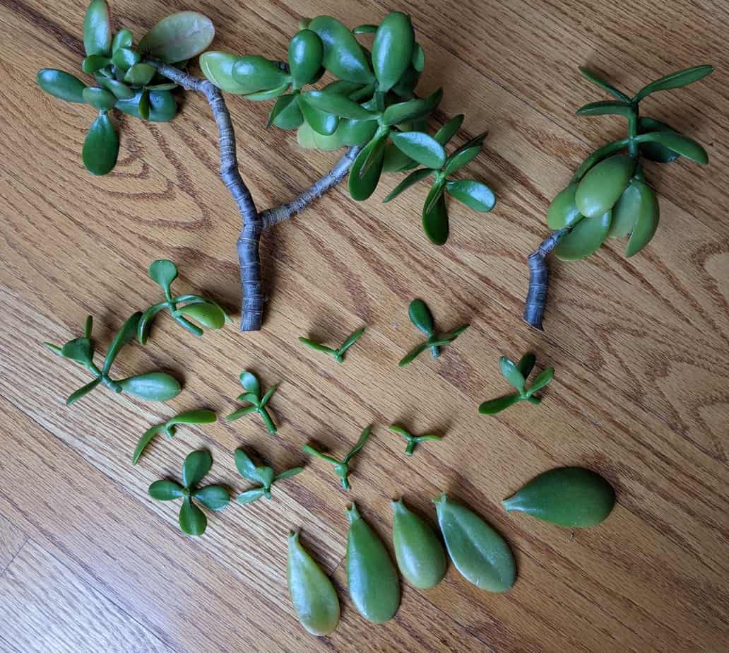 pot up jade cuttings