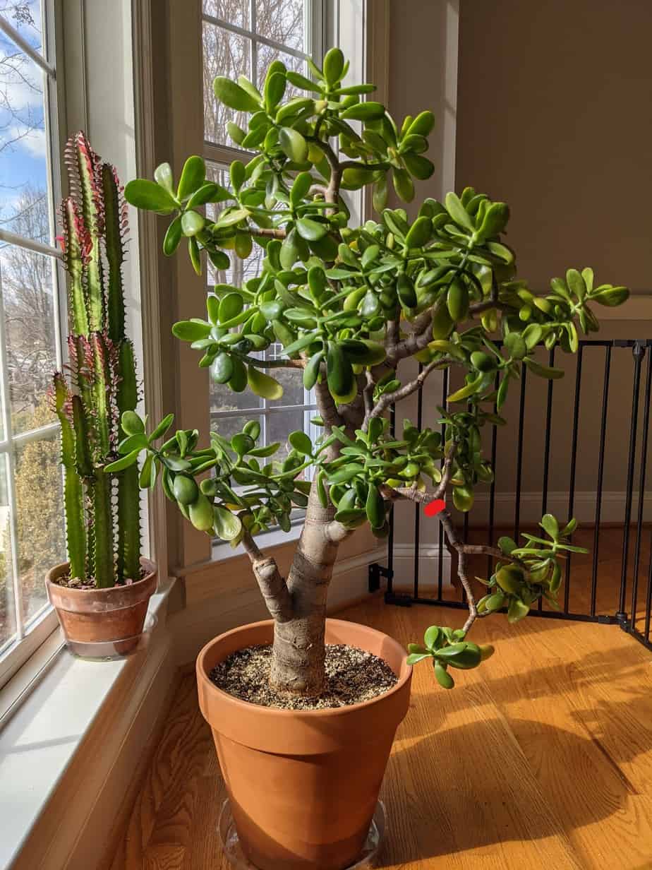 Downward branch for Jade Plant pruning