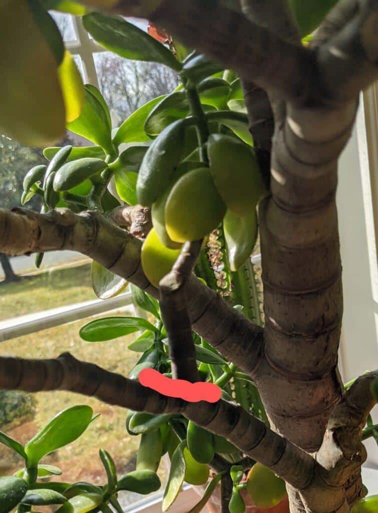 prune inward facing jade branch