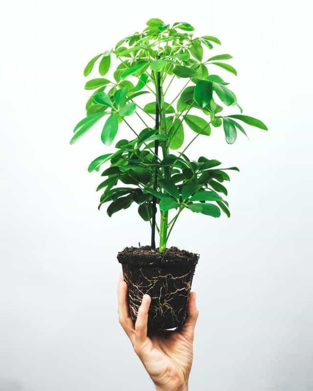 Umbrella Plant