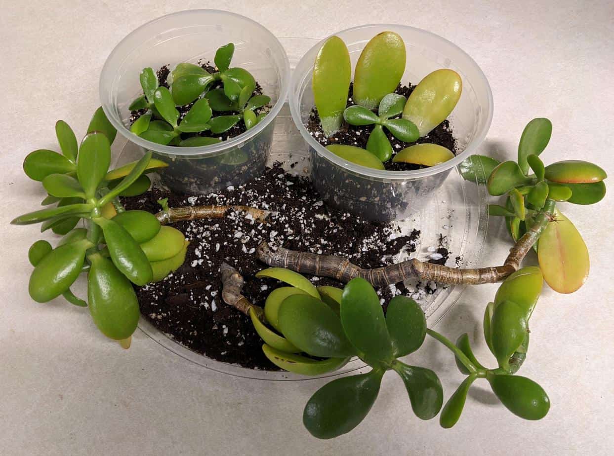 soil propagated Jade cuttings