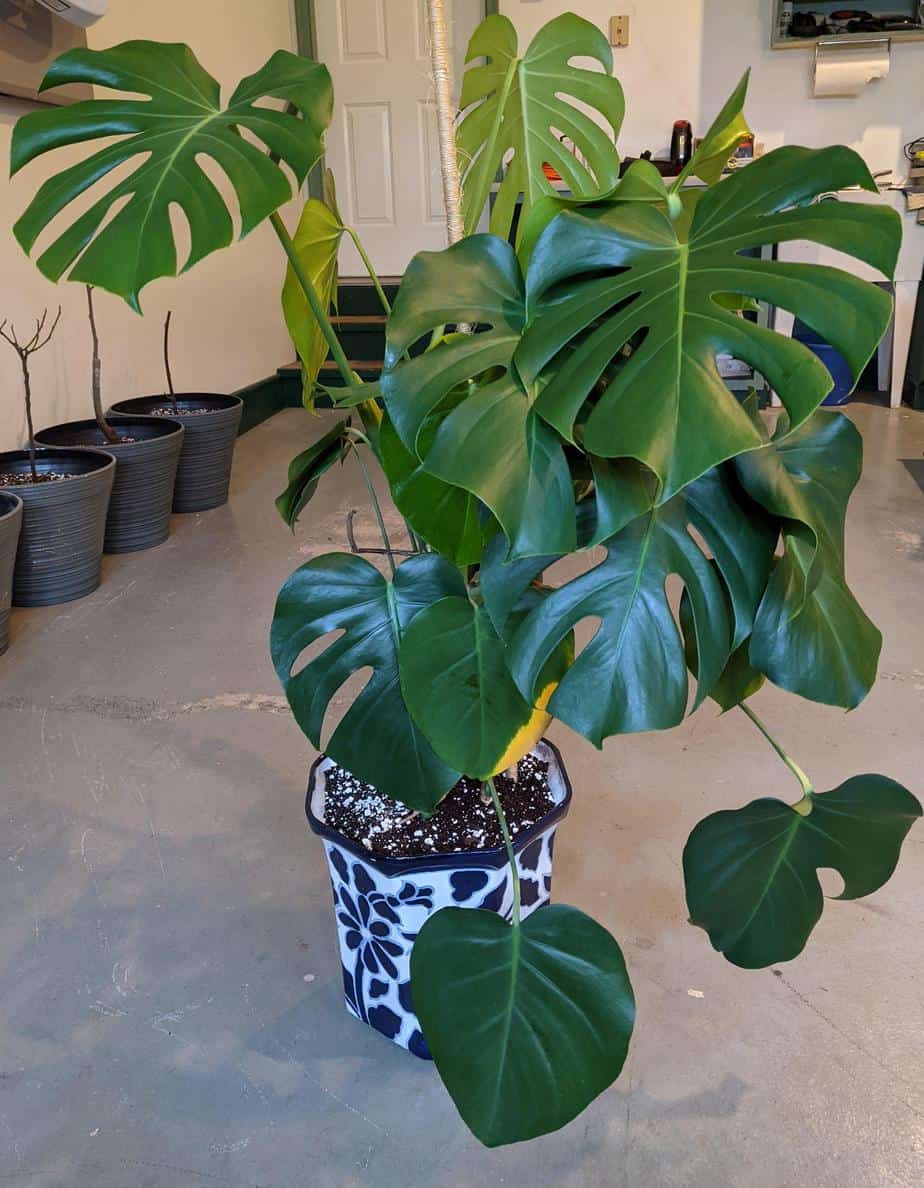 Monstera after repotting