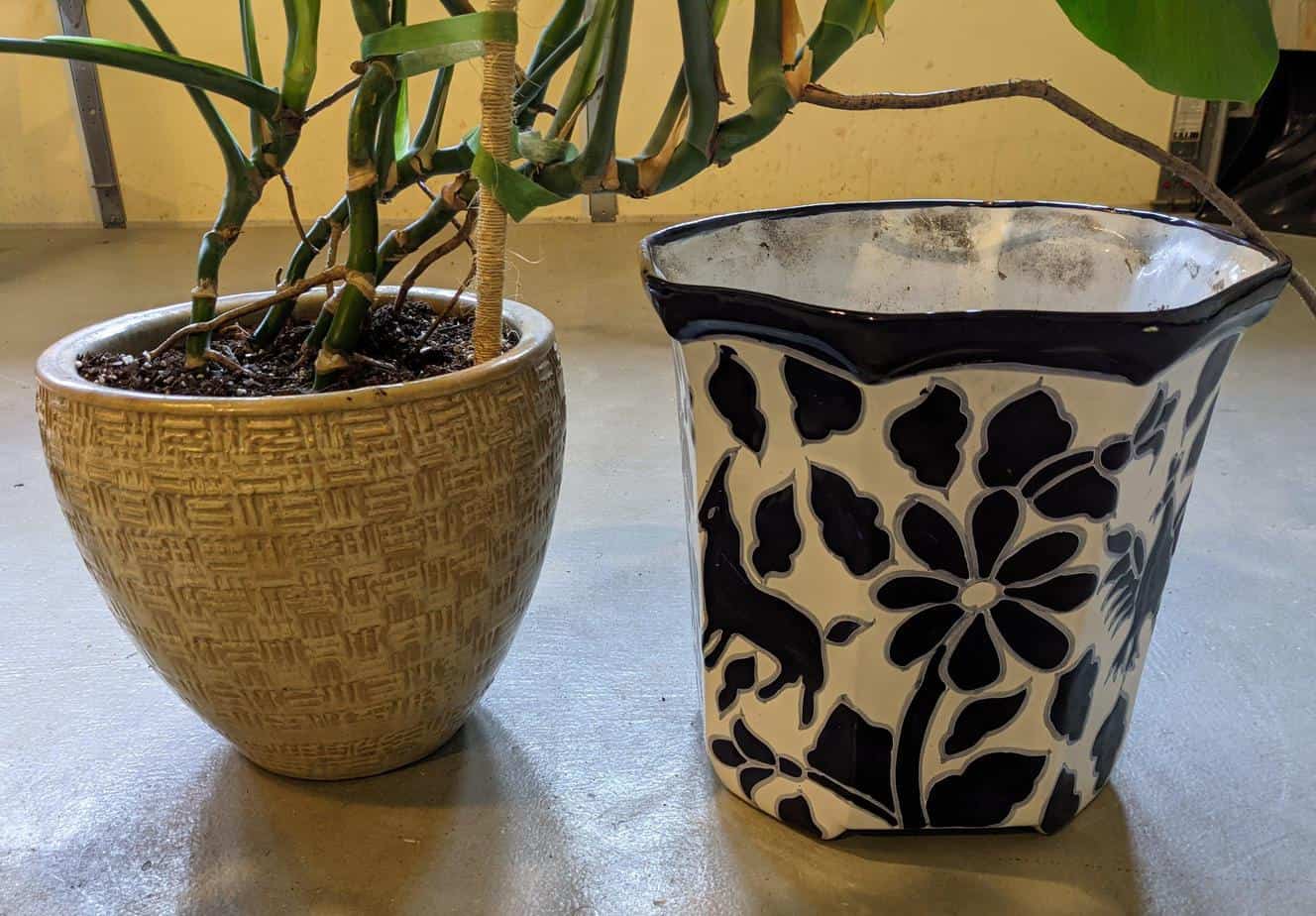 Pot for repotting Monstera