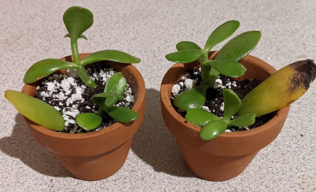 potted jaded cuttings