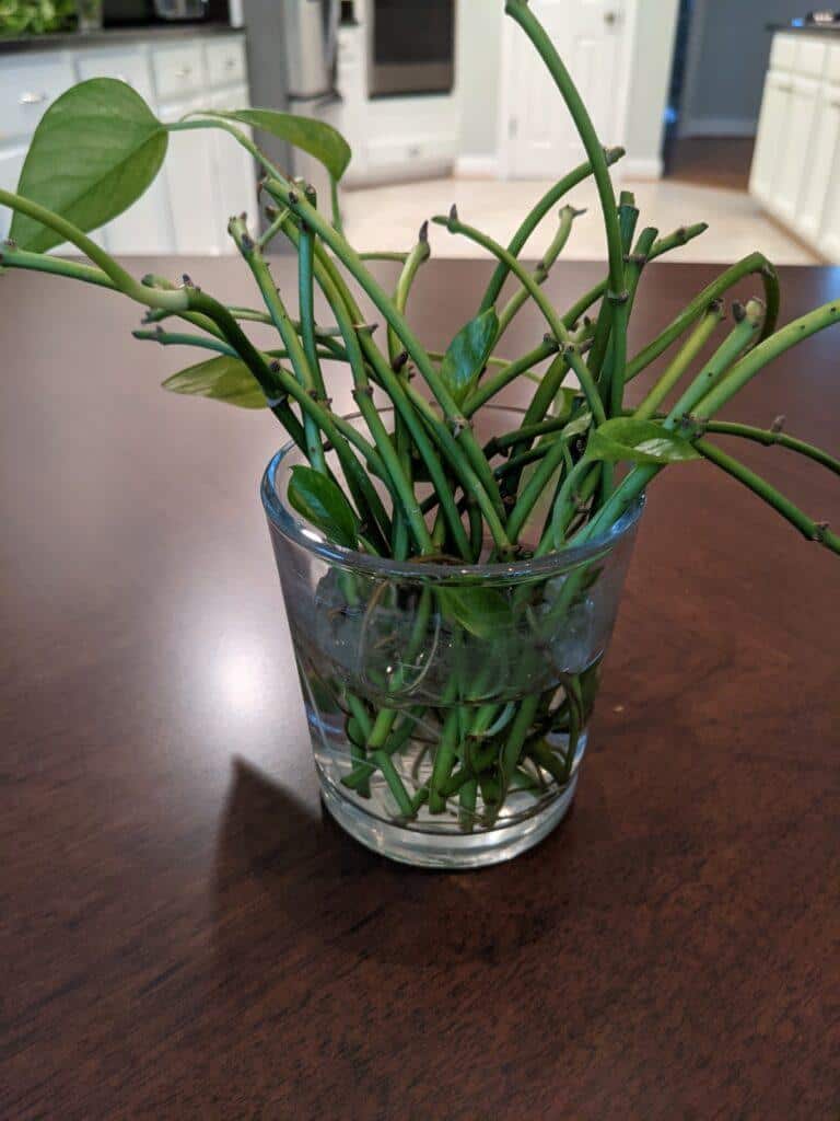 Golden Pothos Leafless Propagation