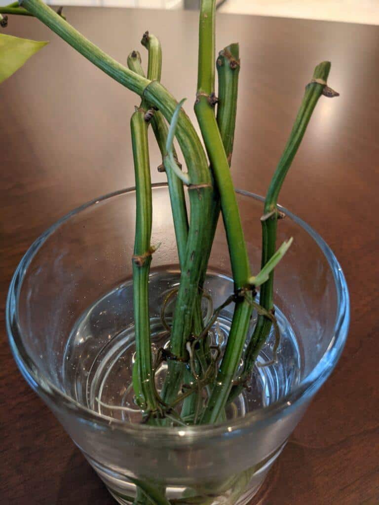 Marble Queen Pothos Leafless Propagation