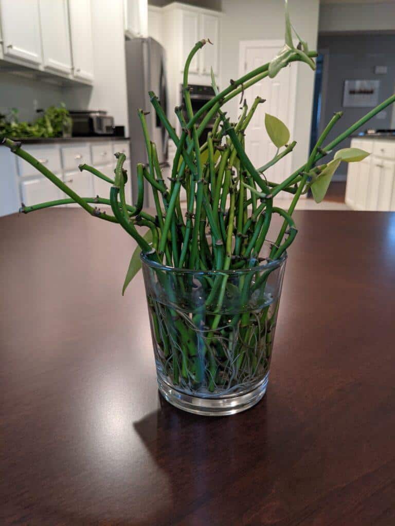 Neon Pothos Leafless Propagation