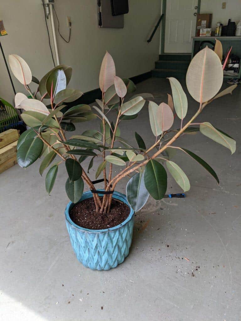 Rubber plant repotting after