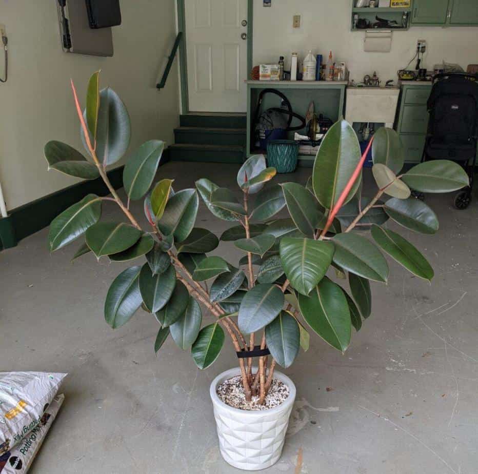 When to repot rubber plant