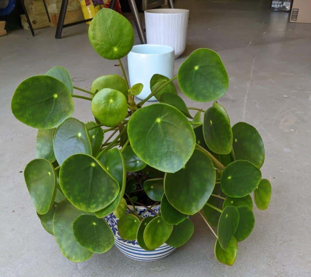 Overwatered Chinese Money Plant