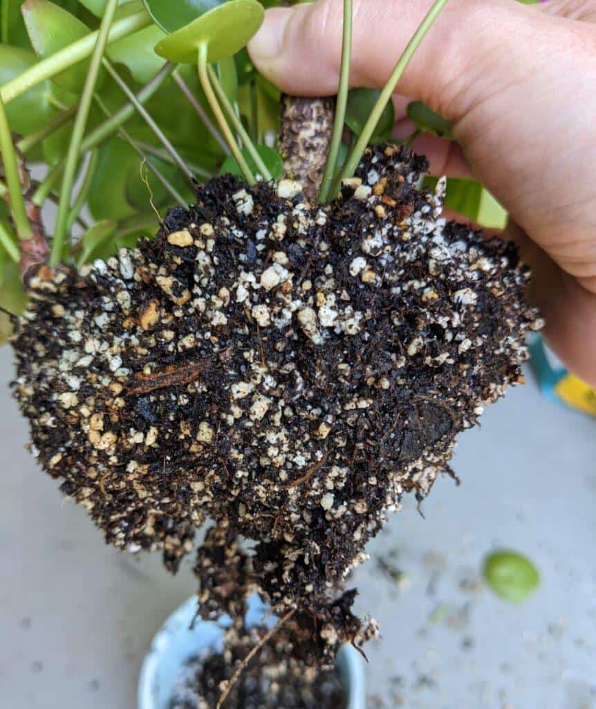 Overwatered Pilea Roots