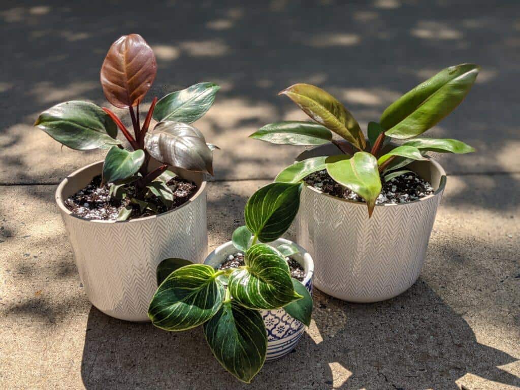 Philodendrons repotted