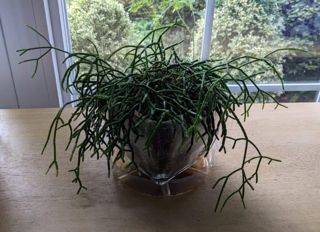 Rhipsalis Burchellii cutting