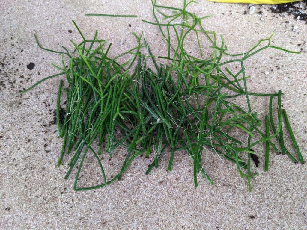 Rhipsalis Burchellii cutting propagation