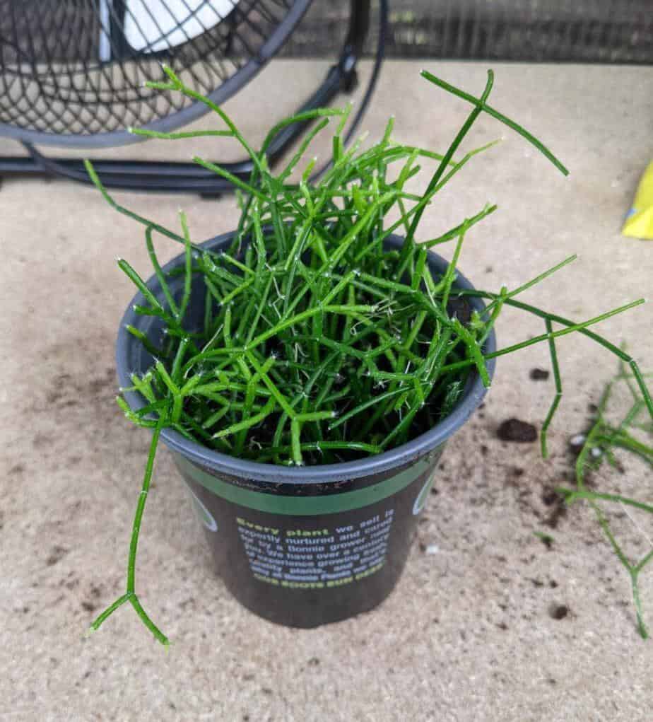 Rhipsalis Burchellii propagation