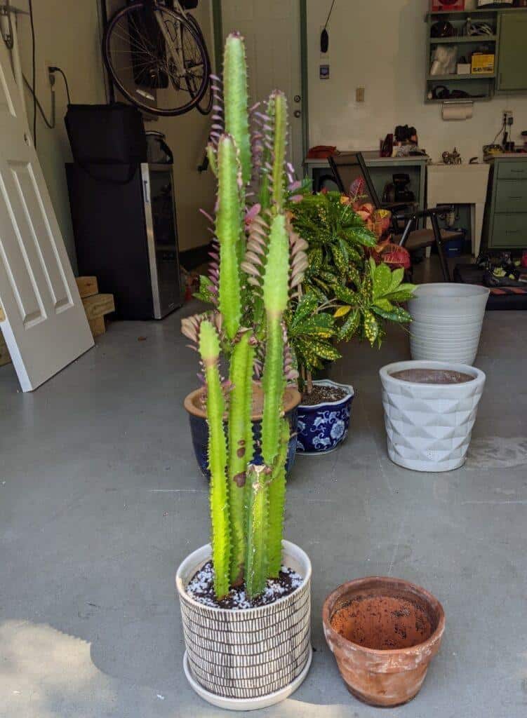 Euphorbia tirgona repot