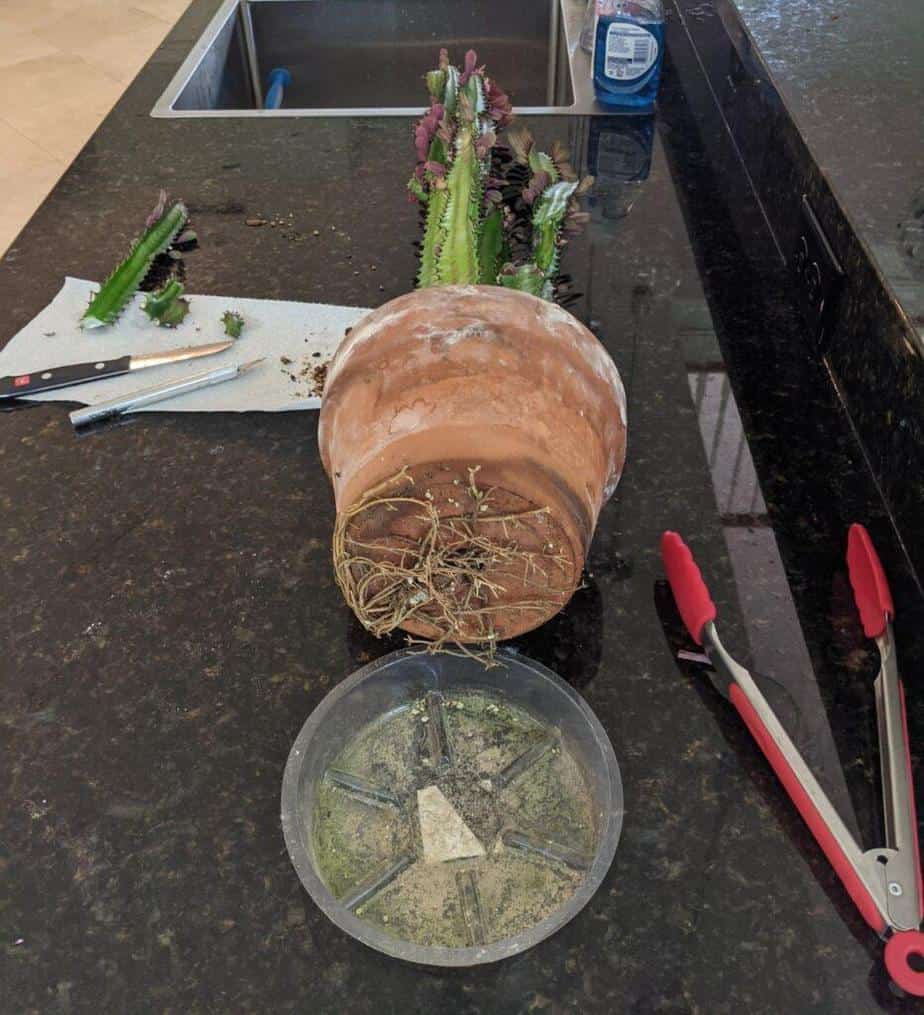 Propagate Euphorbia Trigona cutting