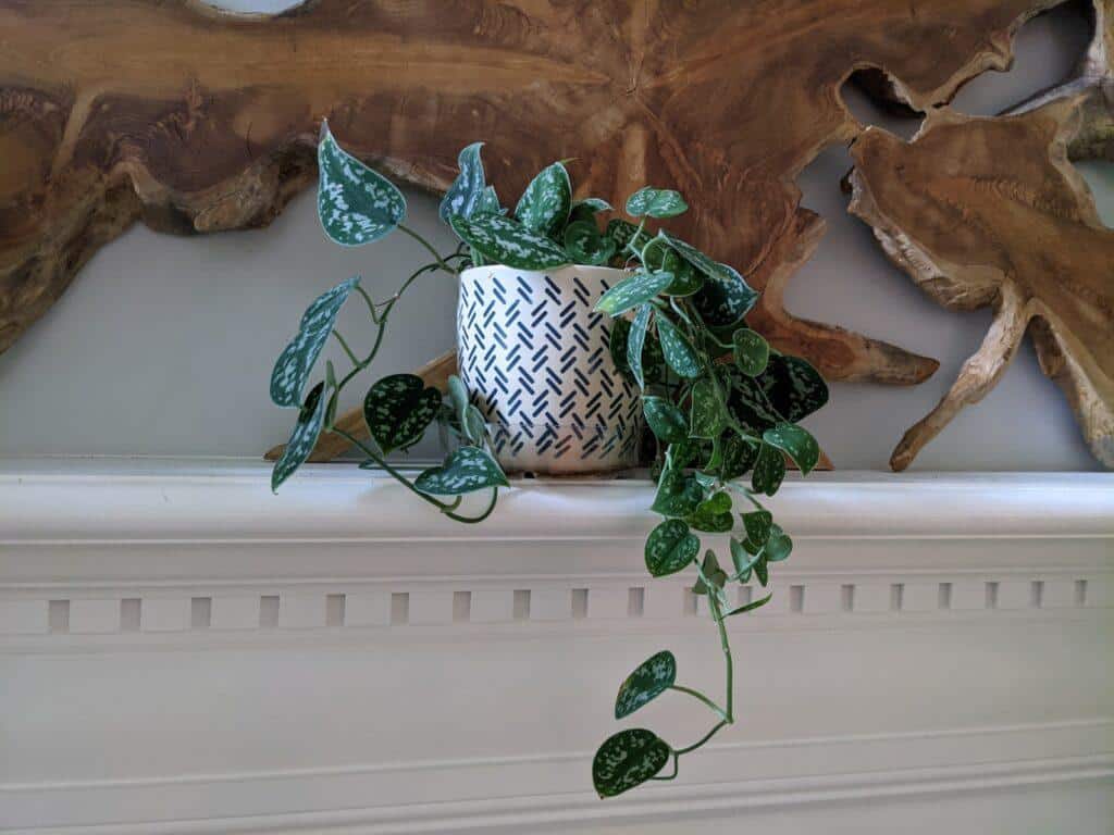 Satin Pothos after trim