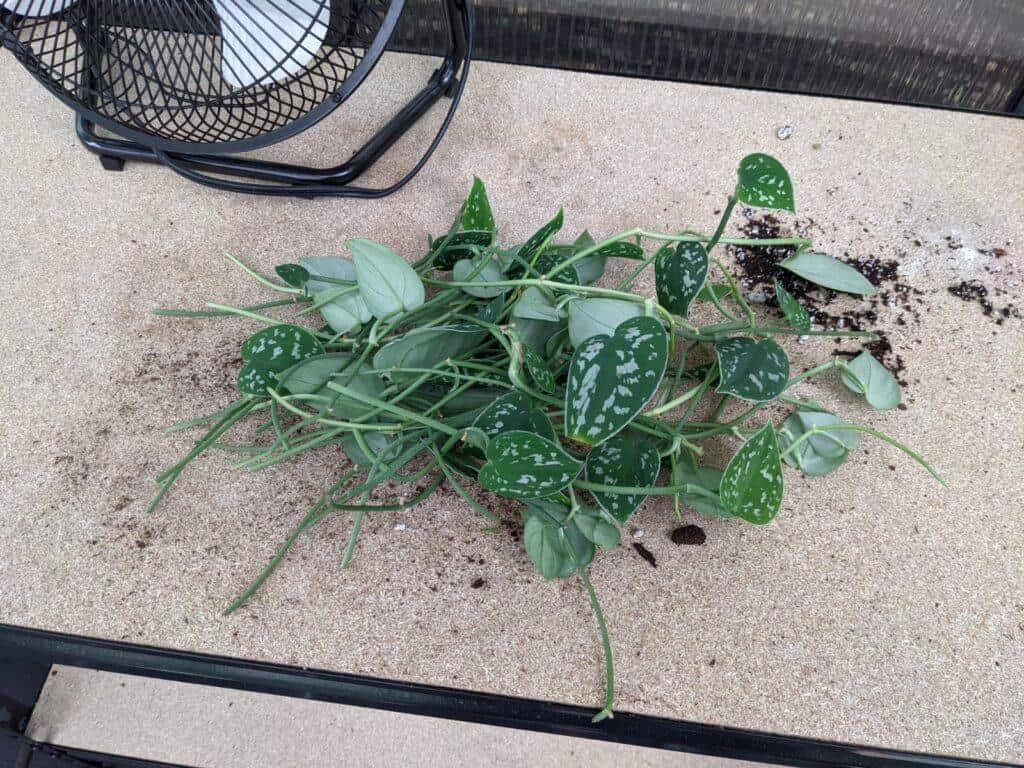 satin pothos cuttings