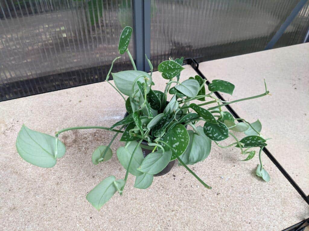 Satin Pothos propagation