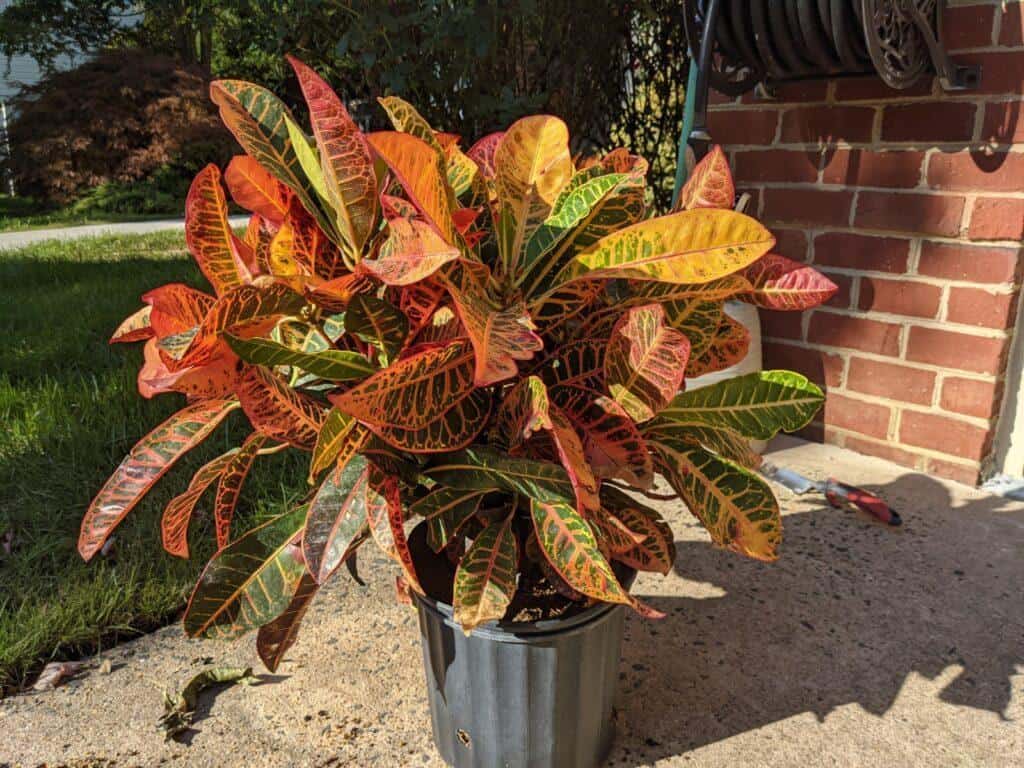 how to divide a Croton before 