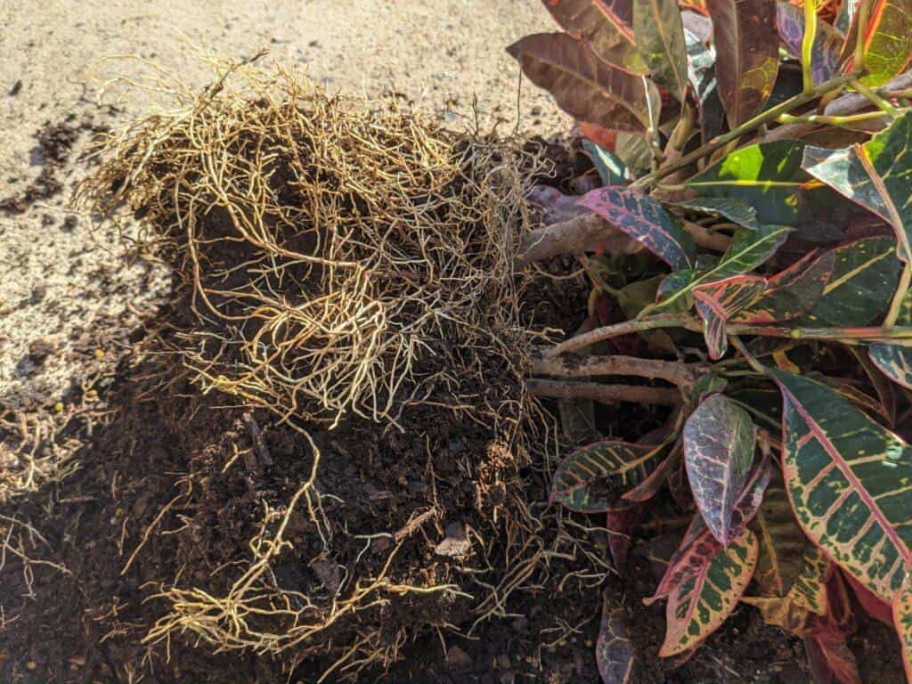 dividing croton roots