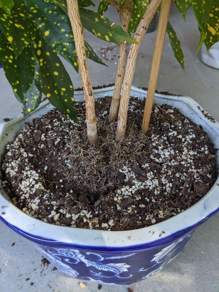 repotting croton