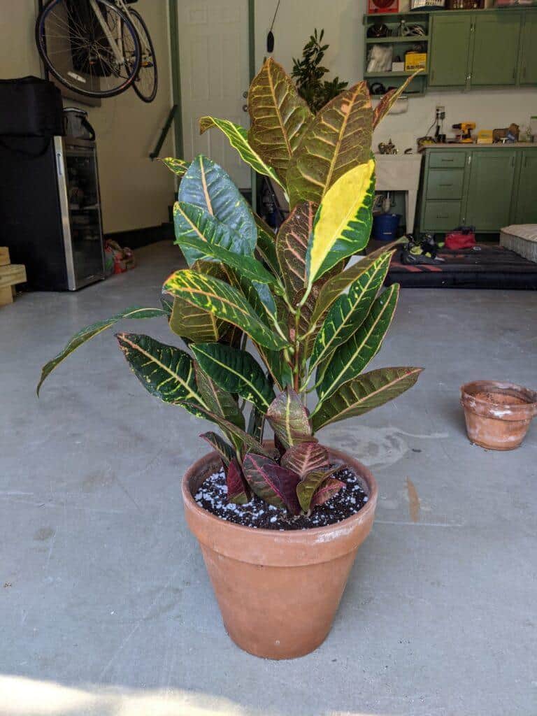 repot croton petra after