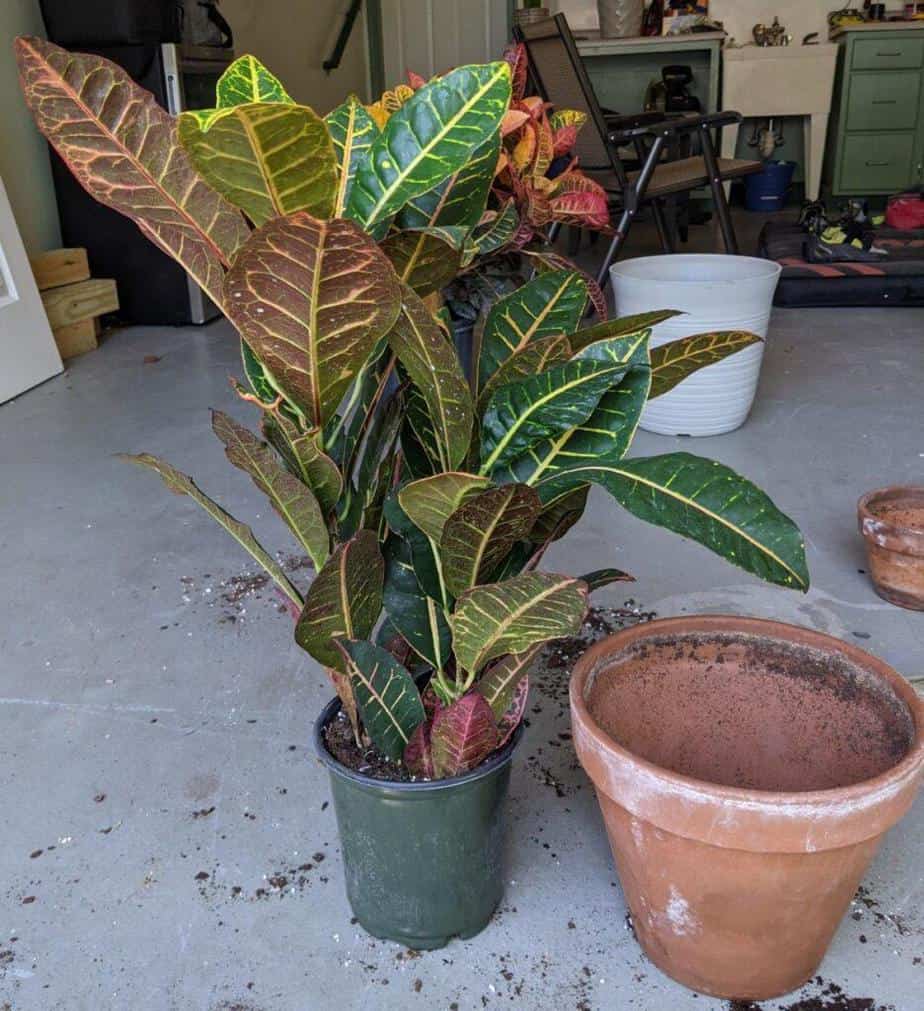 before repot croton petra
