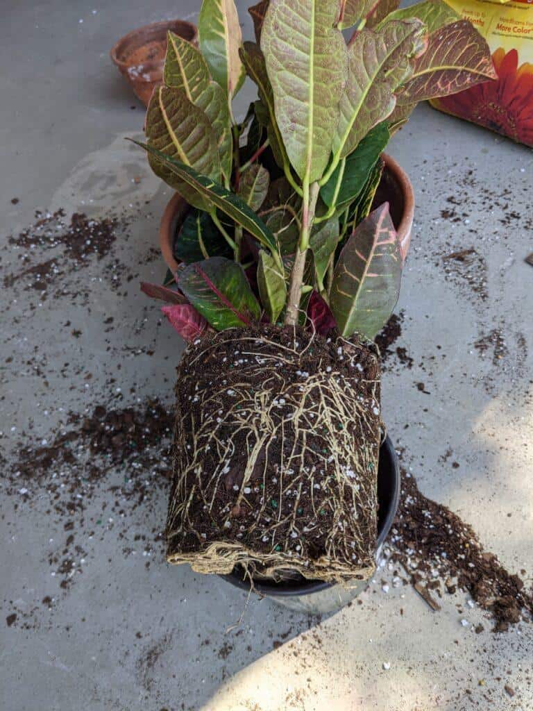 Croton Petra roots
