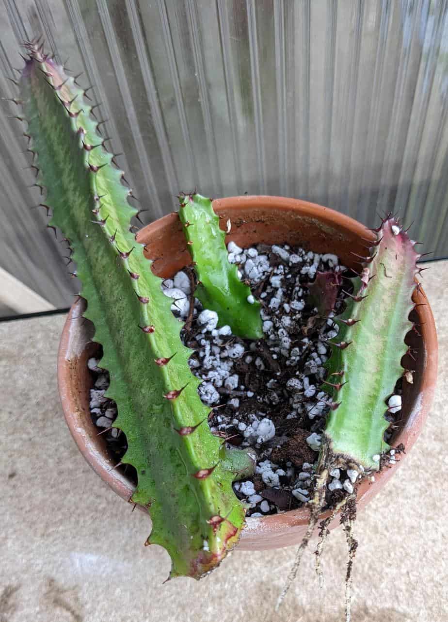 Propagated Euphorbia Trigona