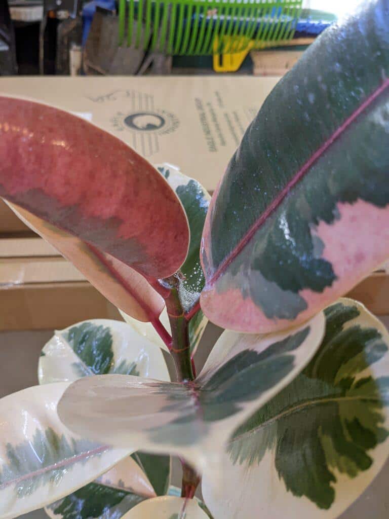 spider mites on rubber plant