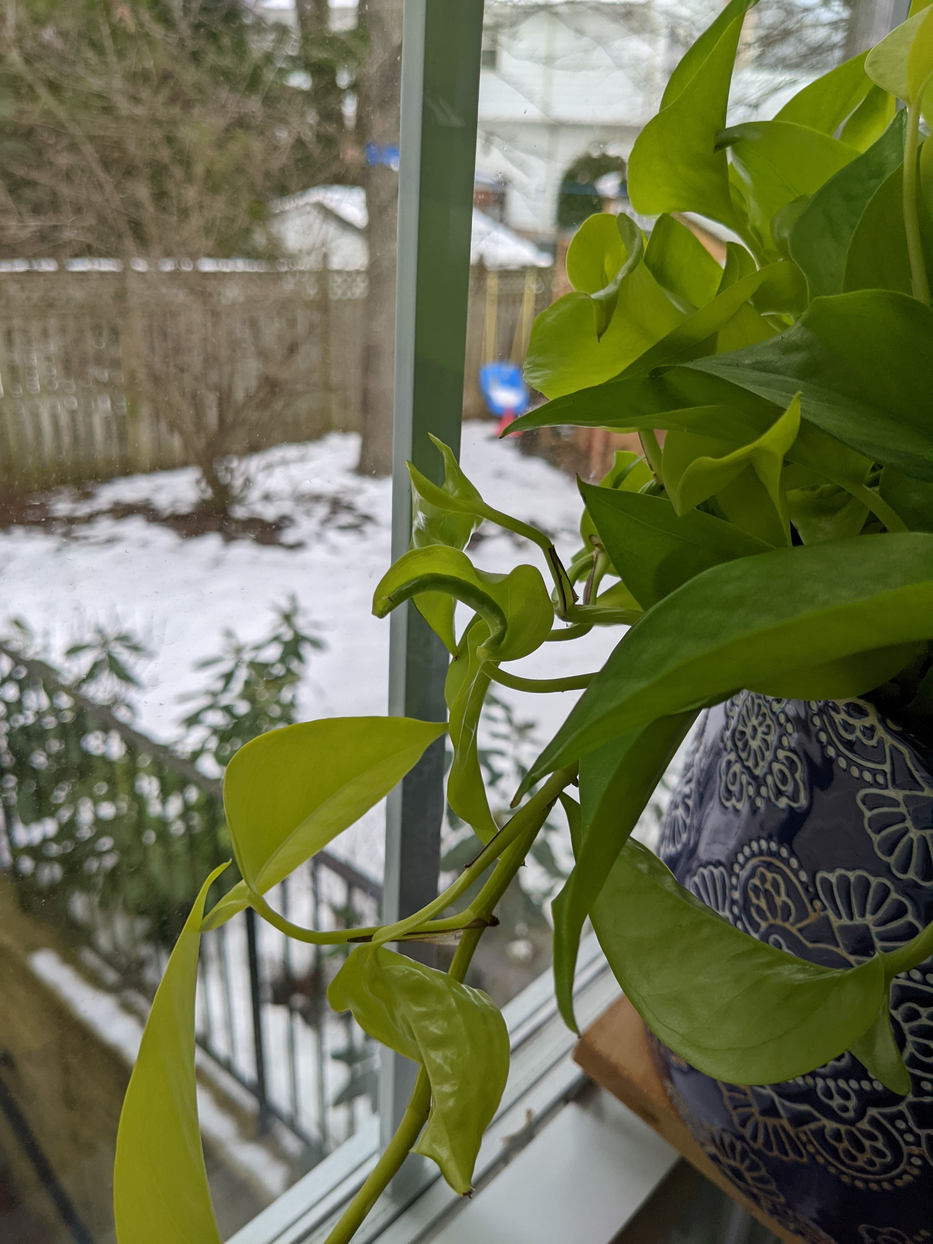 Pothos cold damage