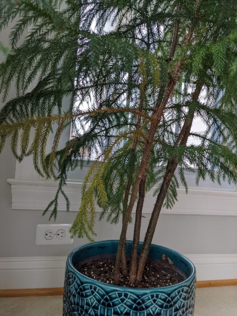 Norfolk Pine Yellowing