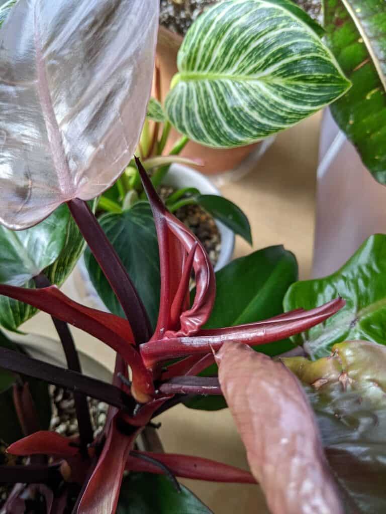 Philodendron leaves wrinkled