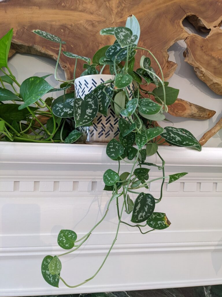 Pothos leaves bigger