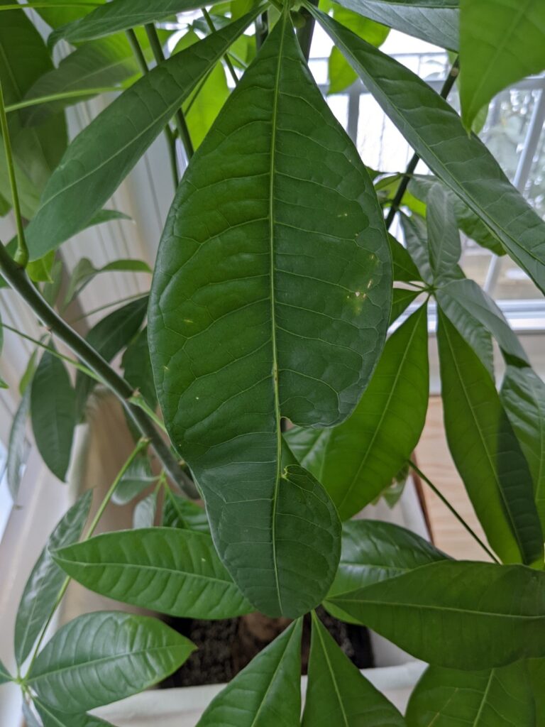 Money tree leaves damage