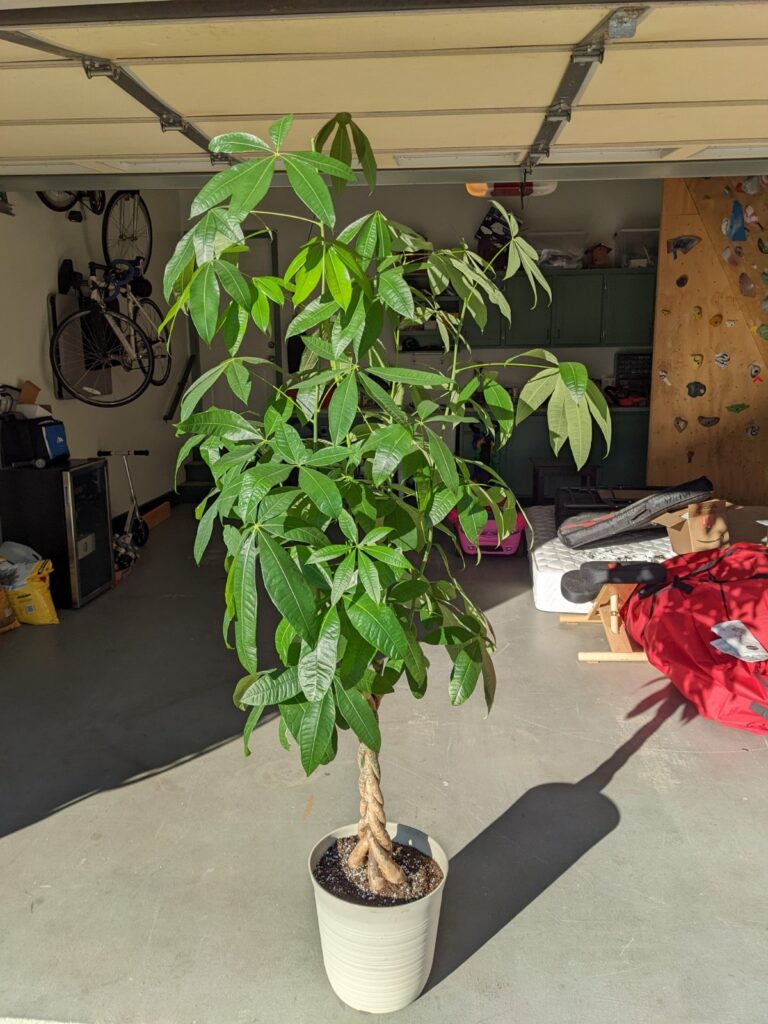 money tree repot after