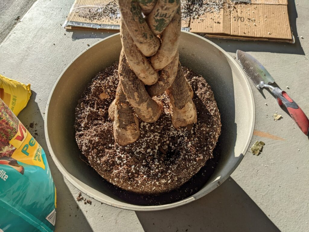 money tree repotting