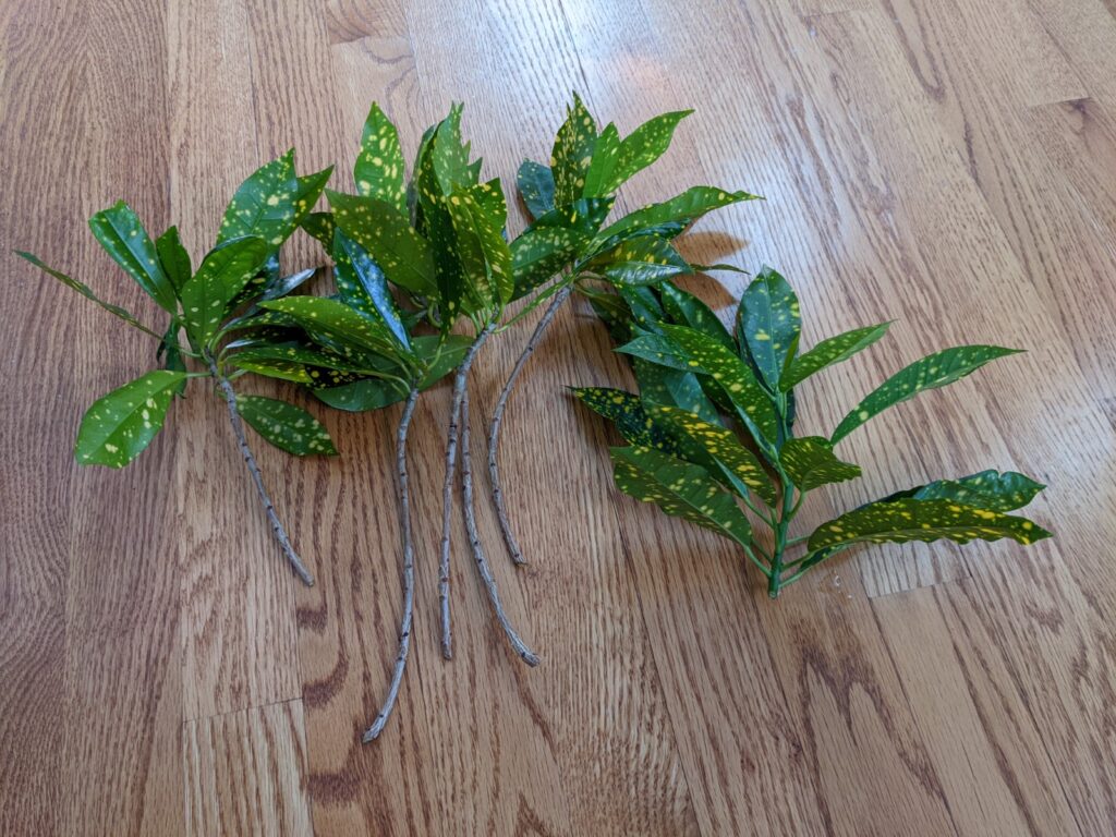 Pruned croton stems