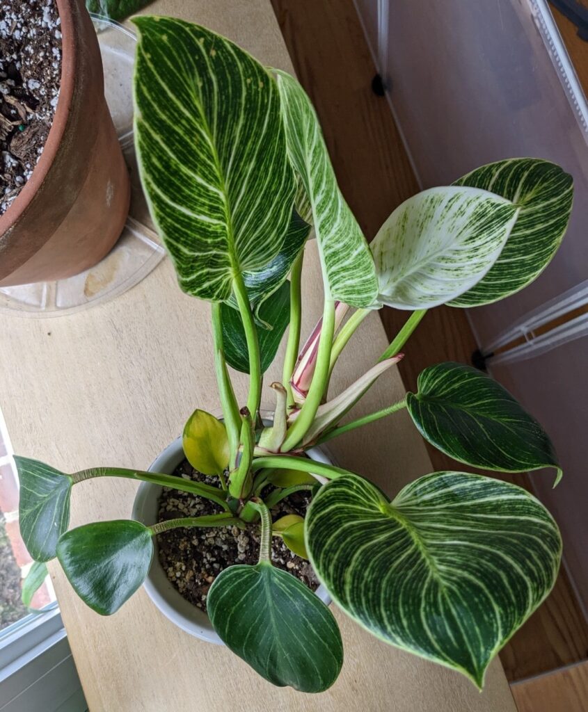 Philodendron Birkin Yellow Leaves